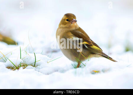 Chaffinch (Fringilla coelebs), perché dans la neige, Pays-Bas Banque D'Images