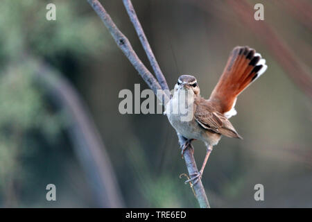 Scrub roux robin, bruant à queue, robin scrub warbler (Agrobates roux, Cercotrichas galactotes galactotes familiaris familiaris), assis sur une branche, l'Iran, Ahwaz Banque D'Images