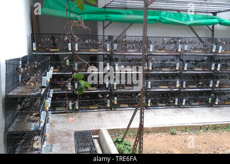 Oiseau de compagnie plein de magasins avec des oiseaux capturés, Singapour Banque D'Images