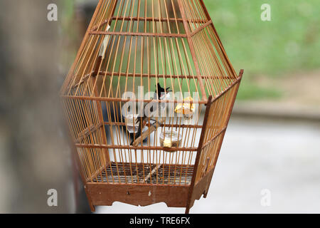 Oiseau de compagnie plein de magasins avec des oiseaux capturés, Singapour Banque D'Images