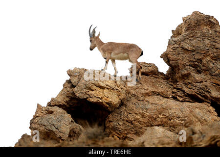 Chèvre sauvage (Capra aegagrus), debout sur un rocher, l'Iran, Touran Banque D'Images