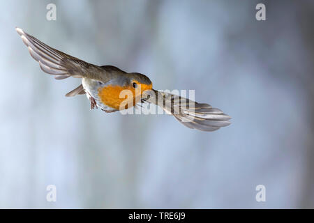 European robin (Erithacus rubecula aux abords), en vol, Allemagne Banque D'Images