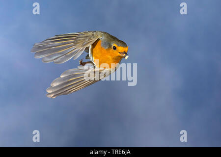 European robin (Erithacus rubecula aux abords), en vol avec l'alimentation dans le projet de loi, vue avant, Allemagne Banque D'Images