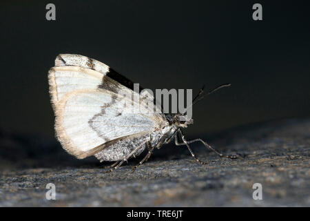 Tapis de marbre sombre, dans le nord de la moquette (Dysstroma citrata, Chloroclysta citrata), est assis sur un rocher, l'Islande Banque D'Images