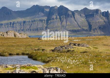 Vue sur les étangs de toundra et avec du coton d'herbes près Breidalsvik, dans l'arrière-plan des montagnes de la péninsule de Kambanes, Islande Banque D'Images