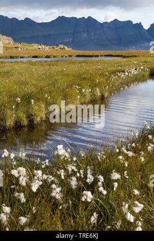 Vue sur les étangs de toundra et avec du coton d'herbes près Breidalsvik, dans l'arrière-plan des montagnes de la péninsule de Kambanes, Islande Banque D'Images