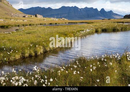 Vue sur les étangs de toundra et avec du coton d'herbes près Breidalsvik, dans l'arrière-plan des montagnes de la péninsule de Kambanes, Islande Banque D'Images