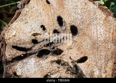 Espèce de chèvre (cossus Cossus), s'enfouit de la manger dans un bois caterpillar willow log, Allemagne Banque D'Images