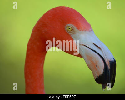 Flamant rose, American flamingo, Caraïbes Flamingo (Phoenicopterus ruber ruber), portrait, side view, USA, Floride Banque D'Images