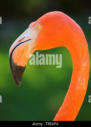 Flamant rose, American flamingo, Caraïbes Flamingo (Phoenicopterus ruber ruber), portrait, side view, USA, Floride Banque D'Images