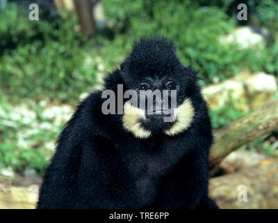 Crested gibbon, Black-crested Gibbon, Black gibbon (Hylobates concolor), homme Banque D'Images