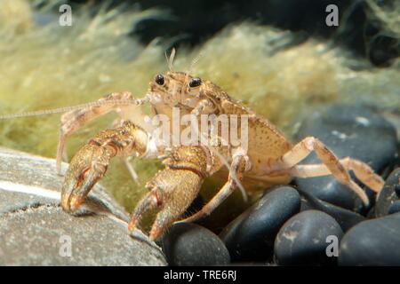 Aeglid (crabe Aegla platensis), assis sur des pierres, side view Banque D'Images