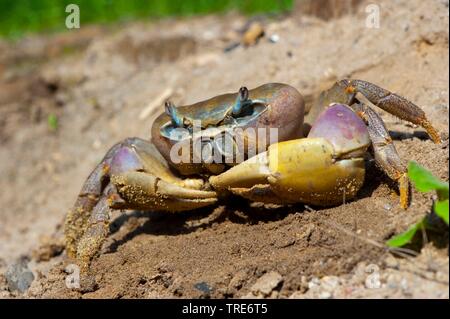 Terre bleue (crabe Cardisoma carnifex), sur le sable Banque D'Images