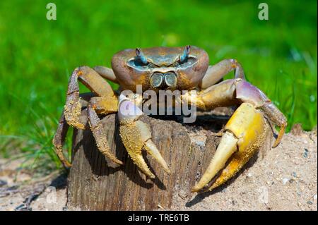 Terre bleue (crabe Cardisoma carnifex), on a wooden post Banque D'Images