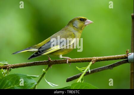 Verdier d'Europe (Carduelis chloris Chloris chloris), assis, sur une branche, Allemagne Banque D'Images