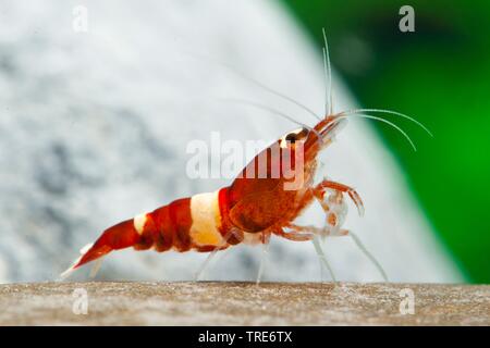 Vin rouge les crevettes, Taiwan Bee, Panda Panda Noir Garnele, Panda Noir (crevettes Caridina logemanni 'Vin Rouge', Caridina logemanni le vin rouge), sous forme d'élevage du vin rouge Banque D'Images