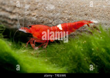 La crevette rouge rubis, Taiwan Bee, Panda Panda Noir Garnele, Panda Noir (crevettes Caridina logemanni rouge 'Ruby', logemanni Caridina Red Ruby), sous forme de reproduction rubis rouge Banque D'Images