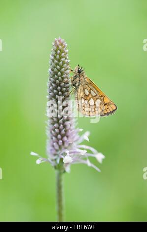 Skipper, skipper de l'Arctique à damier (Carterocephalus palaemon, Pamphila palaemon), assis sur l'inflorescence, side view, Allemagne Banque D'Images