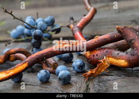 Prunellier, prunelle (Prunus spinosa), racines et fruits recueillis prunelle, Allemagne Banque D'Images