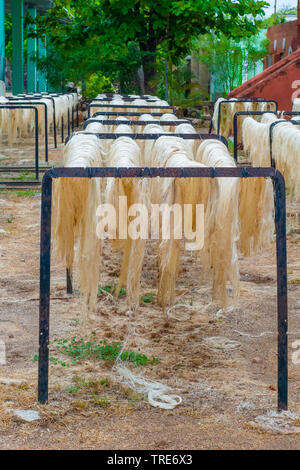 Fibres végétales d'agaves, laissé à sécher au soleil, utilisé pour construire des câbles, prises de Tecoh, dans la péninsule du Yucatan Banque D'Images