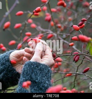 Dog rose (rosa canina), la collecte de femme rose-hanches, Allemagne Banque D'Images