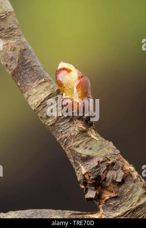 Le marronnier rouge, rose Portrait x carnea, Aesculus carnea), bud Banque D'Images