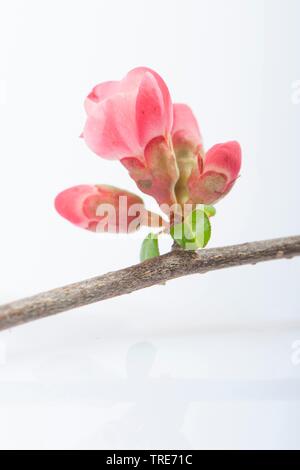 Cognassier du Japon (Chaenomeles japonica, Choenomeles japonica), fleurs Banque D'Images