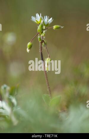 Petite souris-auriculaire, cinq étamines-mouse-ear mouron (Cerastium semidecandrum), inflorescence, Allemagne Banque D'Images