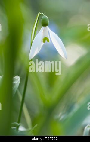 Snowdrop Galanthus nivalis (commune), fleur en rétro-éclairage, Allemagne Banque D'Images