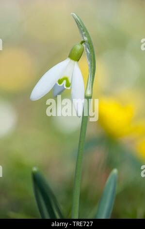 Snowdrop Galanthus nivalis (commune), fleur, Allemagne Banque D'Images