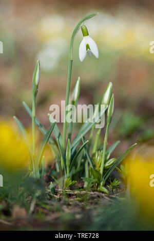 Snowdrop Galanthus nivalis (commune), la floraison, Allemagne Banque D'Images