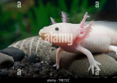 L'axolotl (Ambystoma mexicanum), portrait Banque D'Images