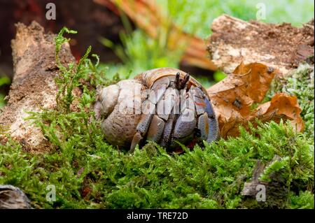 L'ermite terrestre Pincher mauve, des Caraïbes (l'Ermite Coenobita clypeatus), sur de la mousse Banque D'Images