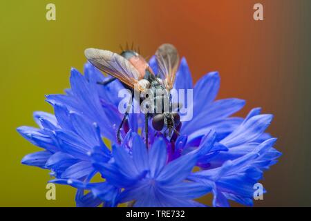 Tachinaire (Cylindromyia pilipes), sur un drap, Allemagne Banque D'Images