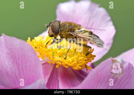 Mouche de drone (Eristalis tenax), sur une fleur, Allemagne Banque D'Images