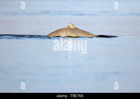 La rivière Irrawaddy dolphin, snub-fin dolphin (Orcaella brevirostris), baignade dans le Mékong, au Cambodge, Kratie Banque D'Images