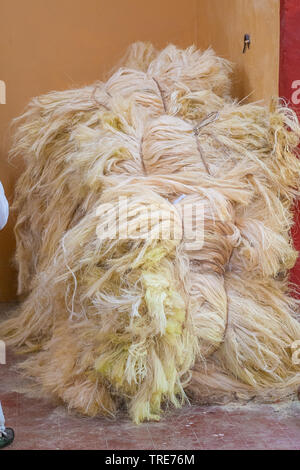 Les fibres d'Agave utilisé pour faire de la corde, tiré de Tecoh, dans la péninsule du Yucatan Banque D'Images