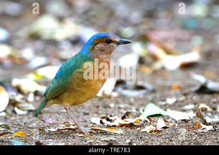 À croupion bleu, pitta (Hydrornis Hydrornis soror soror), une espèce d'oiseau timide, dans la jungle du Vietnam du Sud, Vietnam, Cat Tien Banque D'Images