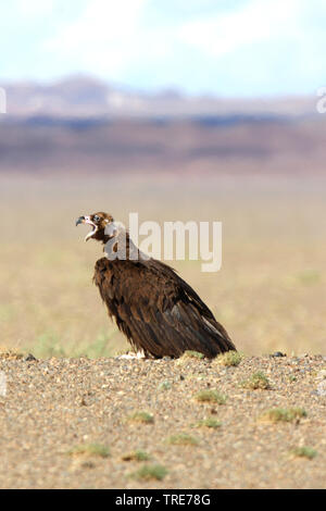 Cinereous vulture (Platycnemis monachus), assis dans le désert de Gobi, Mongolie, Gobi Banque D'Images