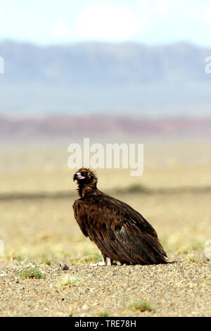 Cinereous vulture (Platycnemis monachus), assis dans le désert de Gobi, Mongolie, Gobi Banque D'Images