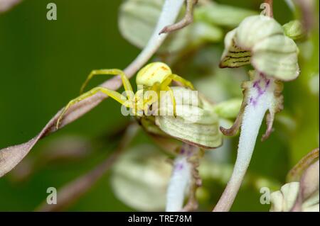 Houghton (Misumena vatia araignée crabe), le bouc (Himantoglossum hircinum), Allemagne Banque D'Images