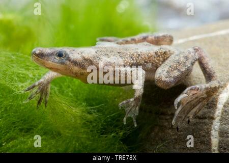African dwarf frog, grenouille griffue nain (Hymenochirus boettgeri), natation Banque D'Images