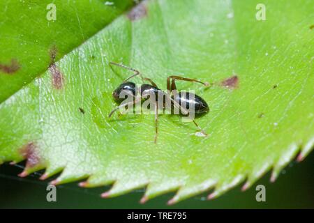 Black ant, fourmi noire, jardin commun (Lasius niger) ant, sur une feuille, Allemagne Banque D'Images