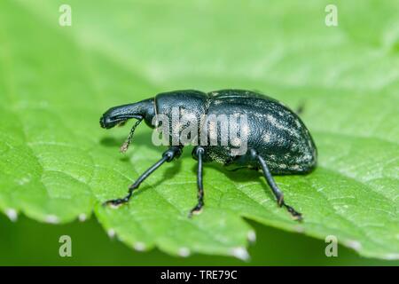 (Charançon Liparus germanus), se trouve sur une feuille, Allemagne Banque D'Images