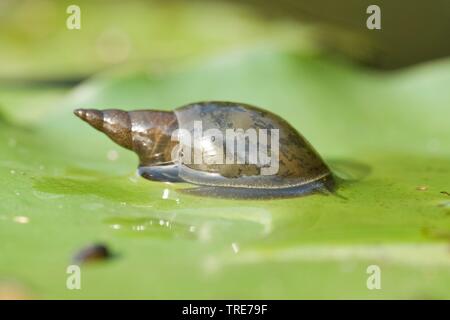 Grand Marais, pondsnail lymnaea, Big swamp snail (Lymnaea stagnalis), sur la feuille d'une plante aquatique, Allemagne Banque D'Images
