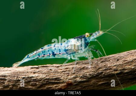 La crevette bleue (Rili Neocaridina Neocaridina heteropoda, davidi), race Blue Rili Banque D'Images