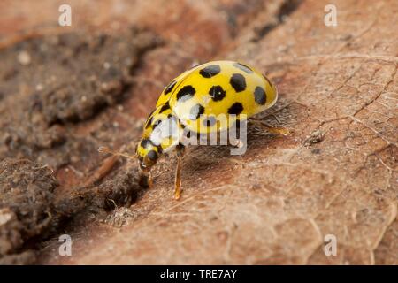 Vingt-spot coccinelle (Thea vigintiduopunctata Psyllobora vigintiduopunctata,), sur une pierre, Allemagne Banque D'Images