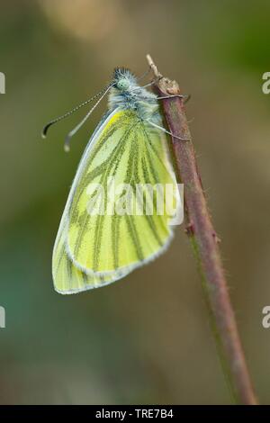 Blanc veiné de vert, blanc veiné vert (Pieris napi, Artogeia napi, Pieris, napae), à une brindille, Allemagne Banque D'Images