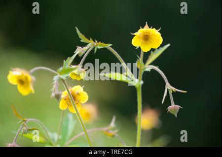 Benoîte commune, trèfle, benoîte Geum urbanum) (racine, blooming, Allemagne Banque D'Images