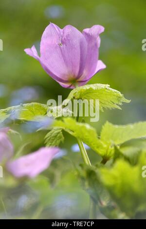 Bois japonais Coquelicot (Glaucidium palmatum), blooming Banque D'Images